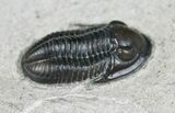 Gorgeous, D Pseudodechenella Trilobite From NY #5519-4